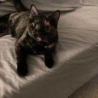 The Wuffy Buffaloes!